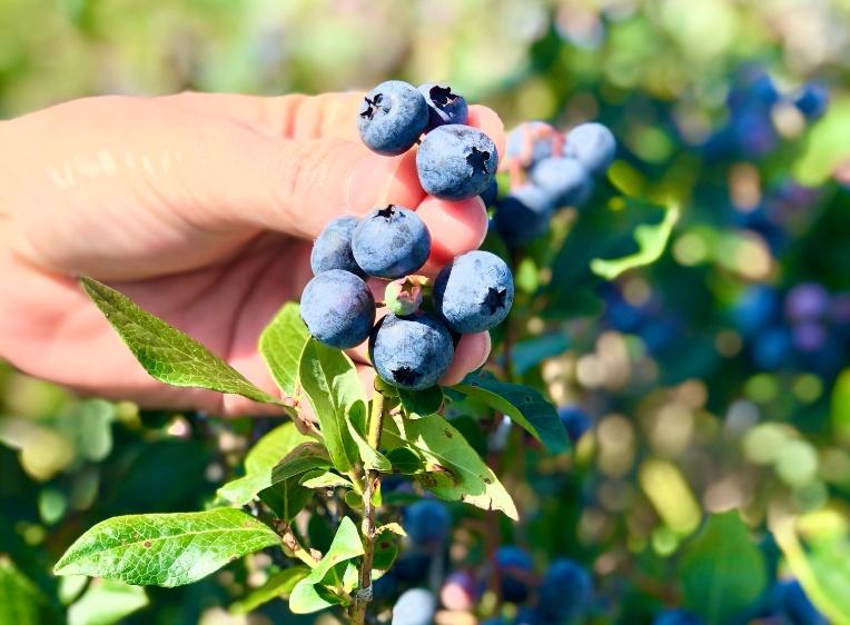 Blueberries on a branch